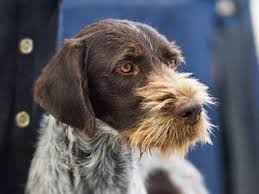 Petflow.com has been visited by 10k+ users in the past month Wirehaired Pointing Griffon Price Temperament Life Span
