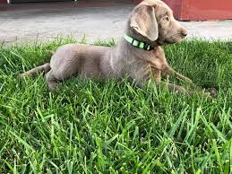 Maybe you would like to learn more about one of these? Oregon Silver Labs Facebook
