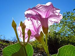 Image result for Ipomoea pes-caprae