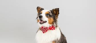 Drool Worthy Dog Photography With Marissa Rocke Danes Divas