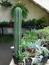 Image result for Pachycarpus lineolatus