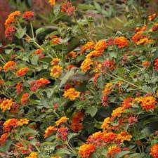 Radiation Bush Lantana Flowering Shade Plants Drought Tolerant Landscape Lantana