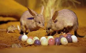 Australia Uses An Easter Bilby Instead Of Easter Bunny To Promote Conservation Awareness And To Snub Rabbits Which Service Trip Easter Bilby Endangered Animals