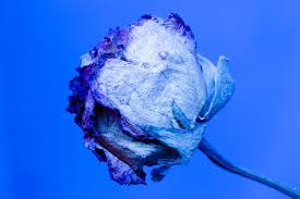 Given that blue or blue roses in nature does not exist, the owner from her majesty acrylic rose, twisting and drawing patterns, waste silver plated wire. What Does A Blue Rose Mean