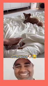 Cute and Funny Dog Videos Compilation