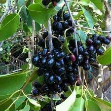 Syzygium cumini, commonly known as malabar plum, java plum, black plum, jamun or jambolan, is an evergreen tropical tree in the flowering plant family myrtaceae, and favored for its fruit, timber, and ornamental value. Thai Jamun Plant à¤œ à¤® à¤¨ à¤• à¤ª à¤§ à¤œ à¤® à¤¨ à¤ª à¤² à¤Ÿ Shaurya Nursery Solapur Id 18290943973