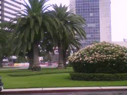 Maybe you would like to learn more about one of these? Palm Trees In New Orleans By Luckytabby Fur Affinity Dot Net