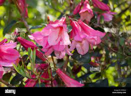 Dangling pink bell flowers of Rhododendron cinnabarinum 'Waterfall' Stock  Photo - Alamy