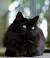 Maine Coon Long Haired Black Cat