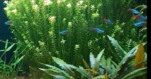 Jenis tanaman aquascape untuk middle ground dan background. Tanaman Karpet Baby Tears Untuk Background Aquascape Alam Ikan