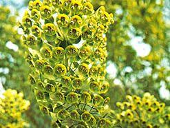 Image result for Euphorbia candelabrum