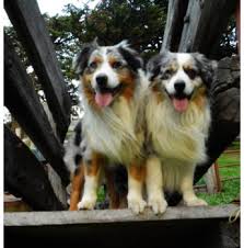 Australian shepherds are easy going, perpetual puppies that love to play, they make an excellent children's companions. Australian Shepherd Breeders Australia Australian Shepherd Info Puppies