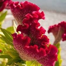 There are many types of flowers available. 43 Indian Flowers Ideas Indian Flowers Different Types Of Flowers Flowers