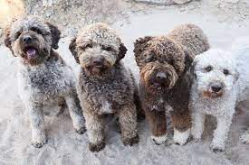 Check spelling or type a new query. Fino Lagotto Fine Dogs For Fine Homes Lagotto Puppies For Sale