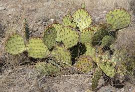 It is used by animals for shelter while humans may also use it for native to arizona, southeastern california and the sonora desert in mexico. Flowering Cactus In The Southwest Desert Casitas De Gila Nature Blog