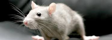They have some health issues that all rat owners should be aware of. Pet Rat Care Sheet Supplies Petsmart