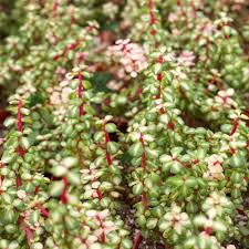 Image result for Cordia afra