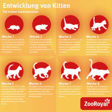 Katzenwelpen Entwicklung Und Aufzucht Zooroyal Magazin