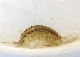 Image result for Scorodophloeus