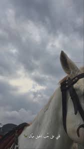 𝗲𝘅𝗽𝗹𝗼𝗿𝗲 اكسبلور in 2021 beautiful nature scenes beautiful photography nature beautiful horses