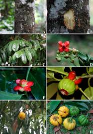 Image result for Garcinia pachyclada