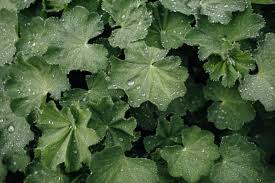 Image result for Alchemilla kiwuensis