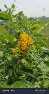 Image result for Senna hirsuta