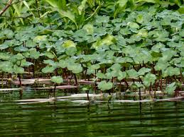 Image result for Hydrocotyle ranunculoides