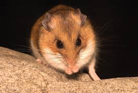 Image result for Crepidorhopalon whytei