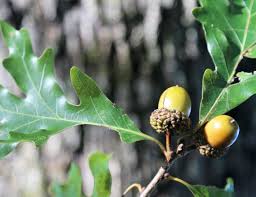 Most of these types of trees can already be found around your property, and all are easy to plant. 10 Trees That Will Hold Deer On Your Hunting Property