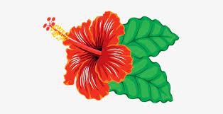 Affordable and search from millions of royalty free images, photos and vectors. Flower Hibiscus Tropical Hibiscus Hibiscus Hibiscus Flower Clipart Png Png Image Transparent Png Free Download On Seekpng
