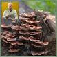 A Resilient Planet Needs Fungi Now: The Secret Lives of Fungi