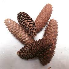 Check spelling or type a new query. 5 Norway Spruce Fir Cones Spruce Cone Large Pines Cones Mini Pine Cones Dried 5060347542545 Ebay