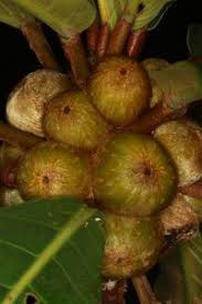 Image result for Ficus saussureana