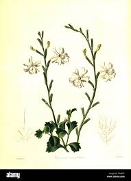 Image result for Chascanum