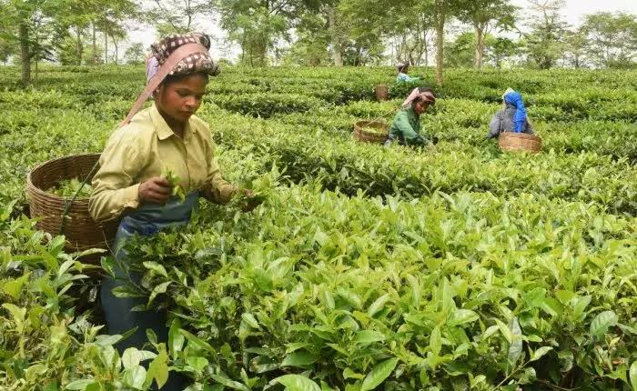 West Bengal discusses tea sector and investment plans for north Bengal