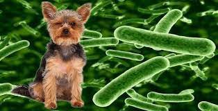 ponos s krovyu u sobaki prichiny i lechenie v domashnih usloviyah sliz v kale profilaktika