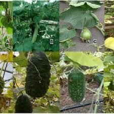 Image result for Lagenaria rufa