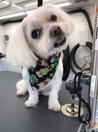 Bow Wow Mobile Dog Grooming LLC