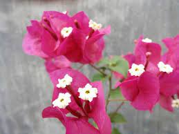 Check spelling or type a new query. Bunga Kertas Cantik Steemit