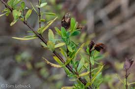 Image result for Triaspis hypericoides