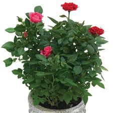 Kordana roses, also known as kordes roses, are miniature containerized rose bushes developed for decorative indoor use. Miniature Rose Indoors Rosa Hybrid Pick Ontario