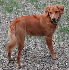 Golden Border Retriever Dog Breed Information And Pictures