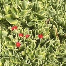 Mezoo trailing red, a plant that goes by many names such as aptenia, dorotheanthus, heartleaf ice plant and many others, is a beautiful succulent and an outstanding performer. Dorotheanthus Mezoo Trailing Red Adelaide Plant Growers Facebook
