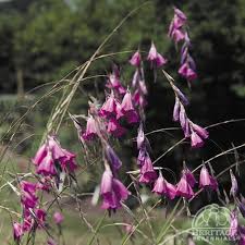 Image result for Dierama densiflorum