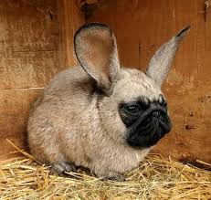 Happy Easter Pug Photoshopped Animals Animal Mashups Funny Dog Pictures