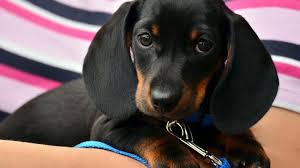 Dachshund puppies, these are one of the most incredible dogs and increaing in popularity is becoming one of the top most wanted puppy breed, dachshund puppies. Dachshund Puppies Everything You Need To Know The Dog People By Rover Com