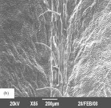 Image result for Hippobromus