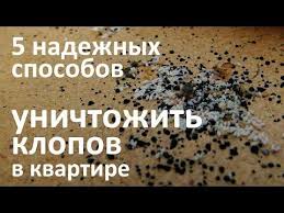 как избавиться от клопов в квартире в домашних условиях 5 Effektivnyh Sposobov Unichtozhit Postelnyh Klopov V Kvartire Youtube Postelnye Klopy Dlya Doma Kvartira