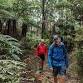 Hardy Gully Nature Plus Interpretive Park Walk event in Kallista VIC